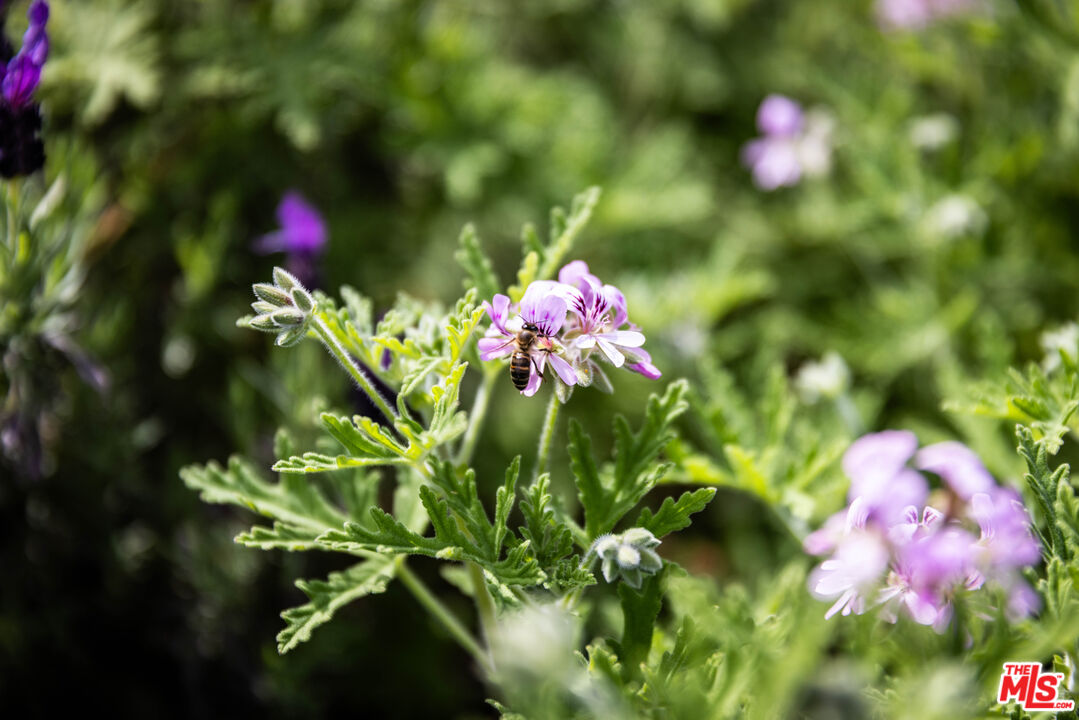 MLS #25515919 image #36