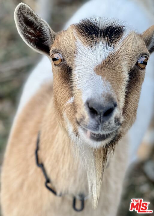 MLS #25559465 image #17