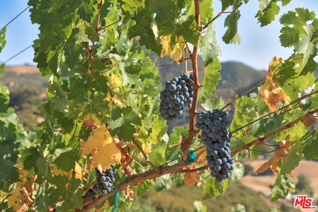 MLS #25589777 image #27