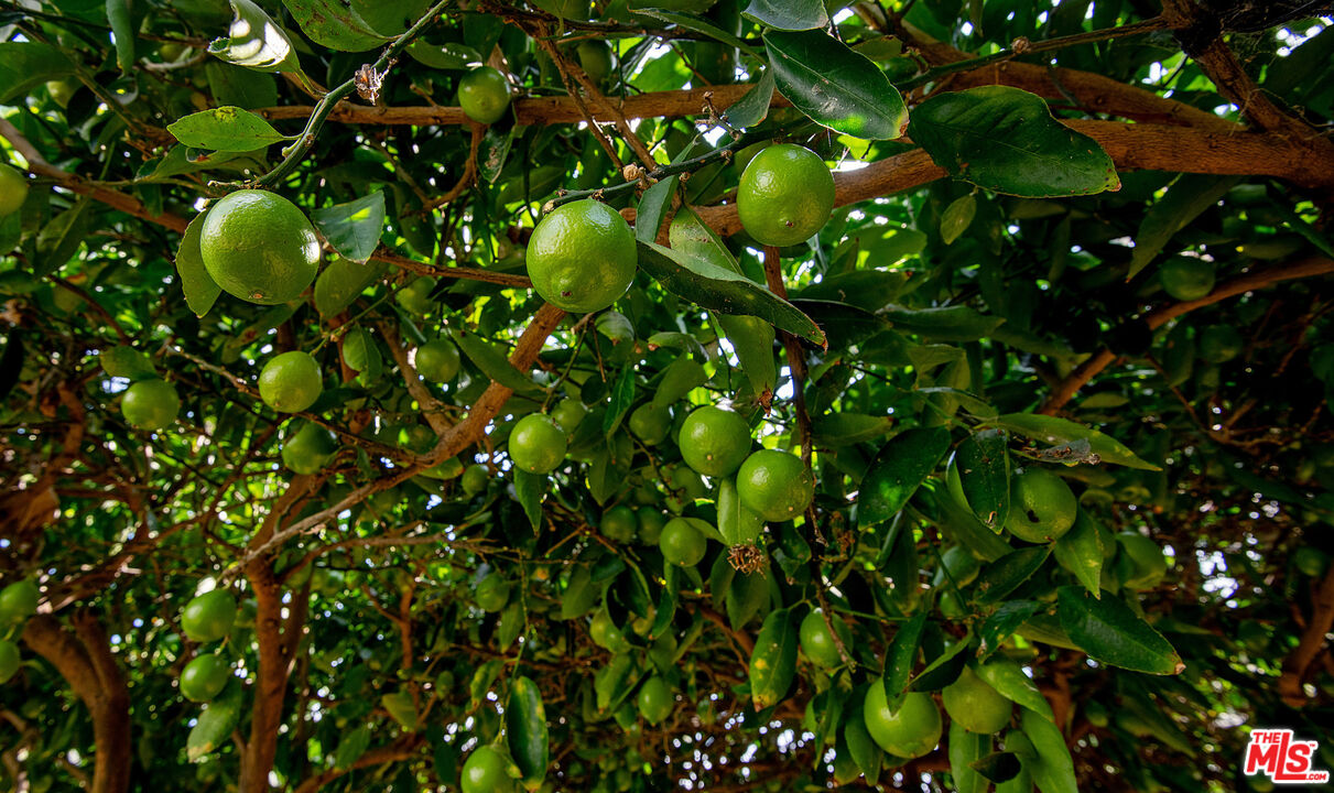 MLS #25590261 image #26