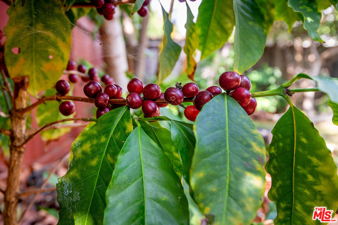 MLS #25590261 image #30