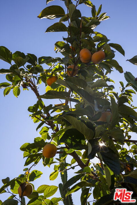 MLS #25613709 image #30