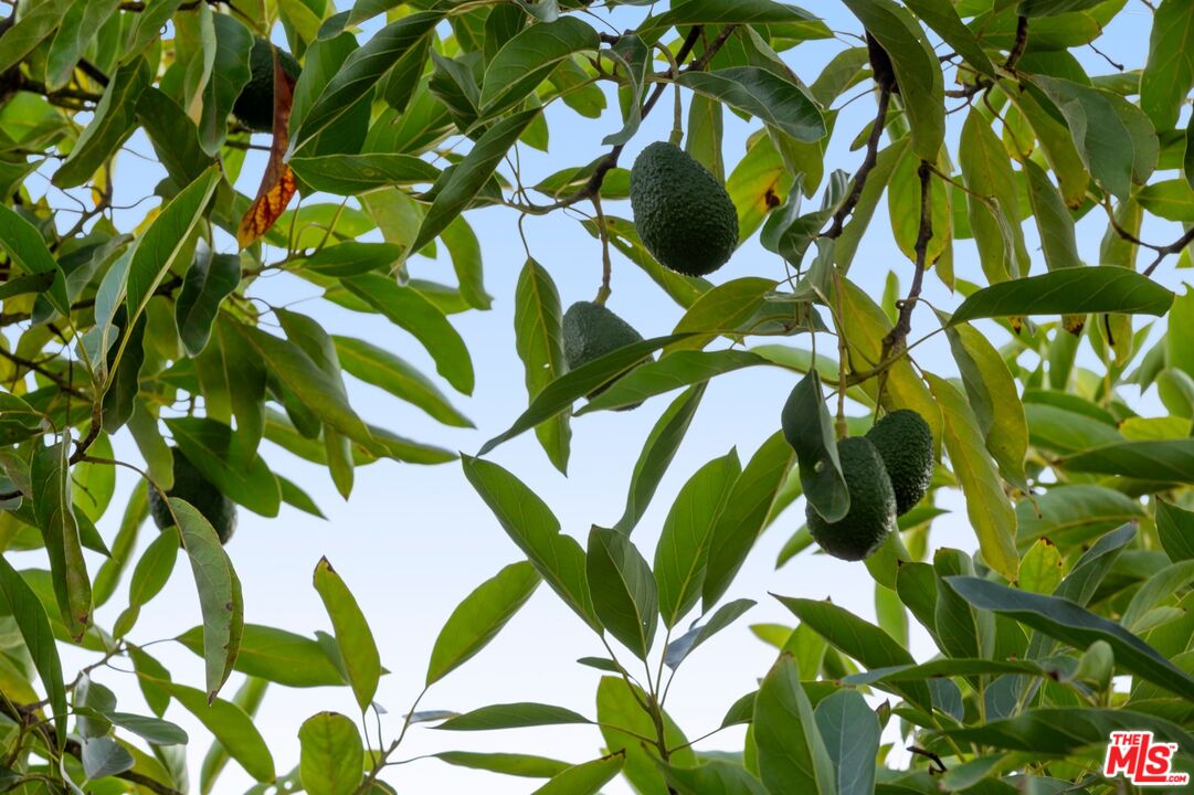 MLS #25614903 image #48