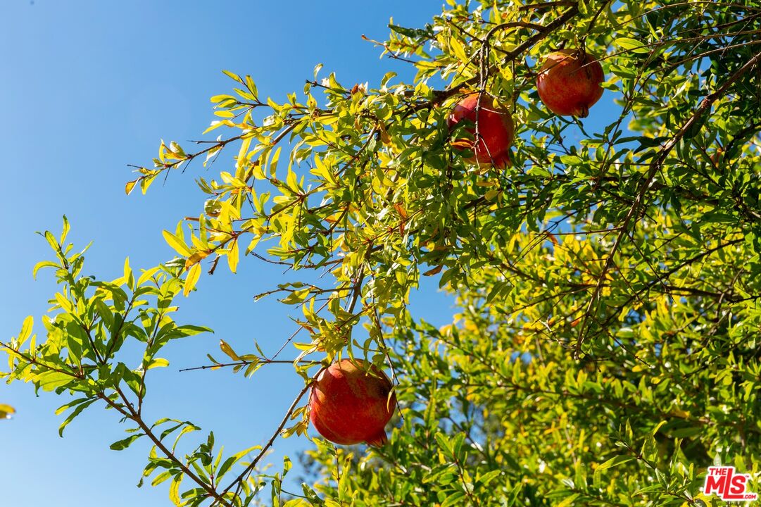 MLS #25614903 image #49